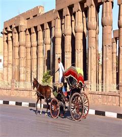 Horse Drawn Carriage Tour